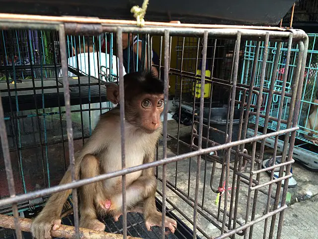 A baby monkey in a cage at an animal market