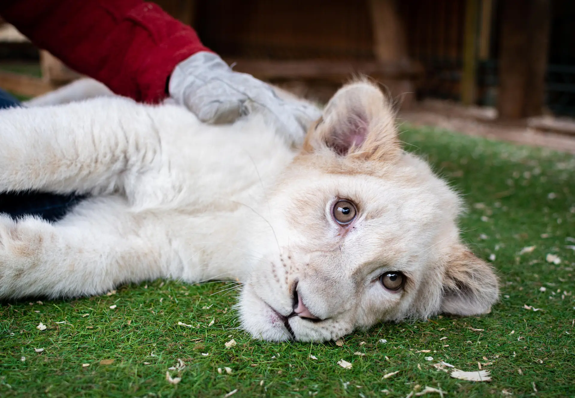 A white lion cub lying on grass while a gloved hand strokes it