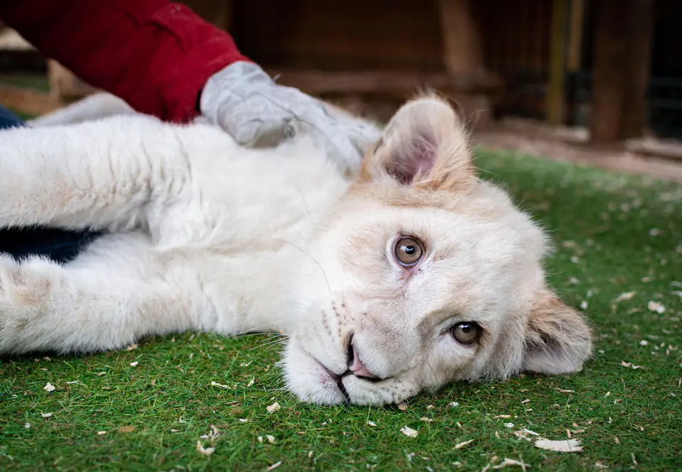 A white lion cub lying on grass while a gloved hand strokes it