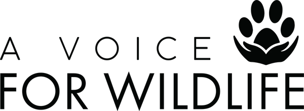 A Voice for Wildlife