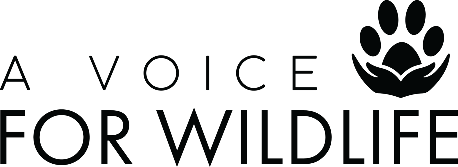 A voice 4 Wildlife